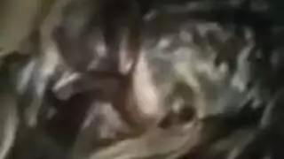 أنبوب عربي إكس إكس إكس: بنات مثيرات، شيميلات، وإباحية صريحة