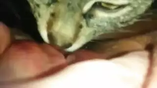 taboo xxx: animal and girl action