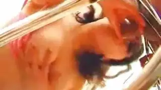 سمور عشاق الحجرات المغلقة