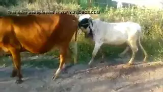 شريط جنسي لحيوانات المزرعة: بقرة مسيطرة تركب عجلًا خاضعًا